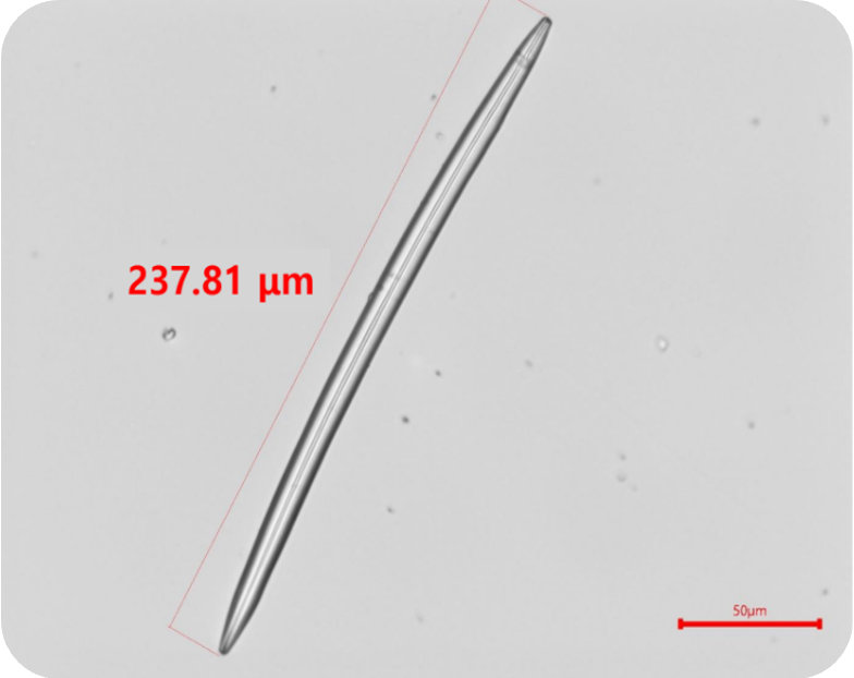 First-generation spicule microscopy image
